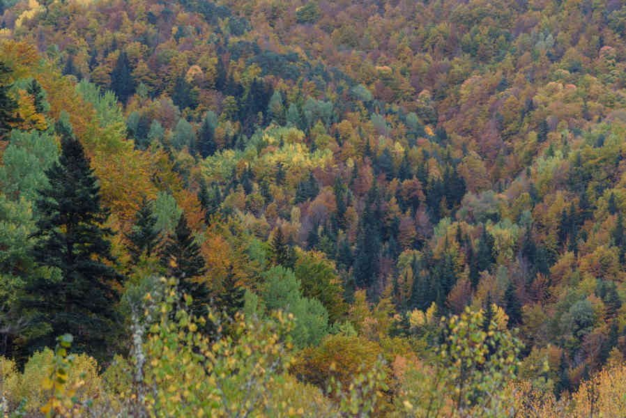 Huesca - valle de Vió 15 - bosque de la Pardina del Señor.jpg